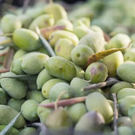 Malena Organic Farm *